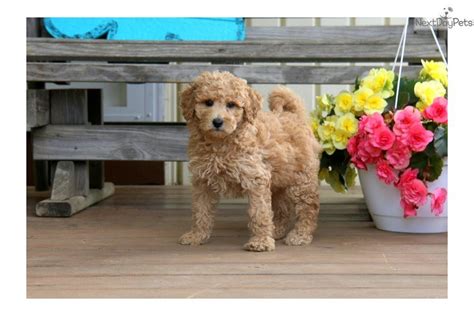 Helping qualified owners find the perfect puppy. . Lancaster pa puppies for sale